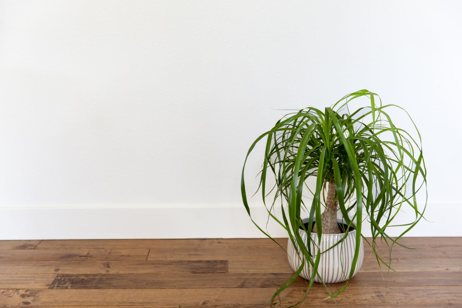 Ponytail Palm biljka