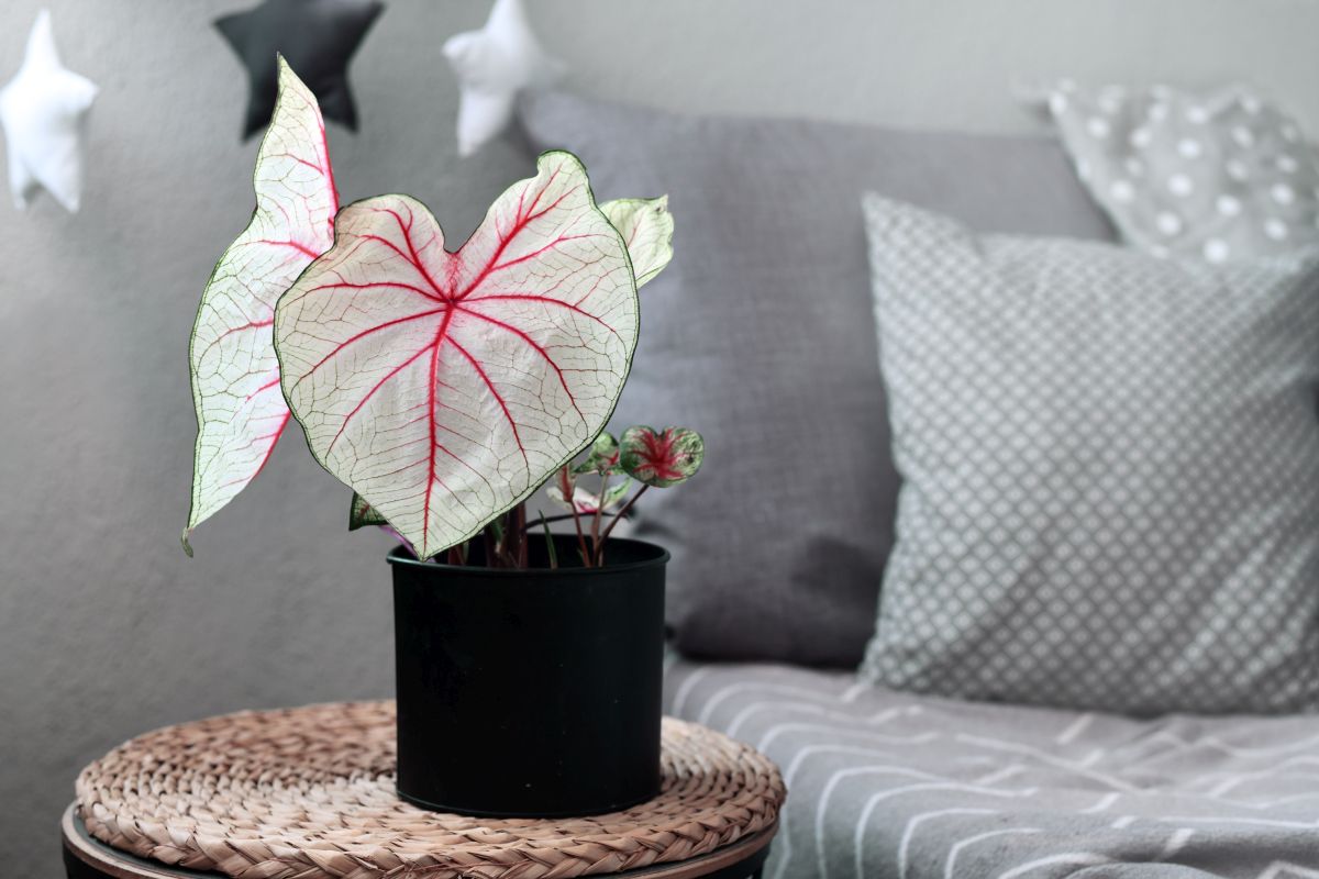 caladium biljka