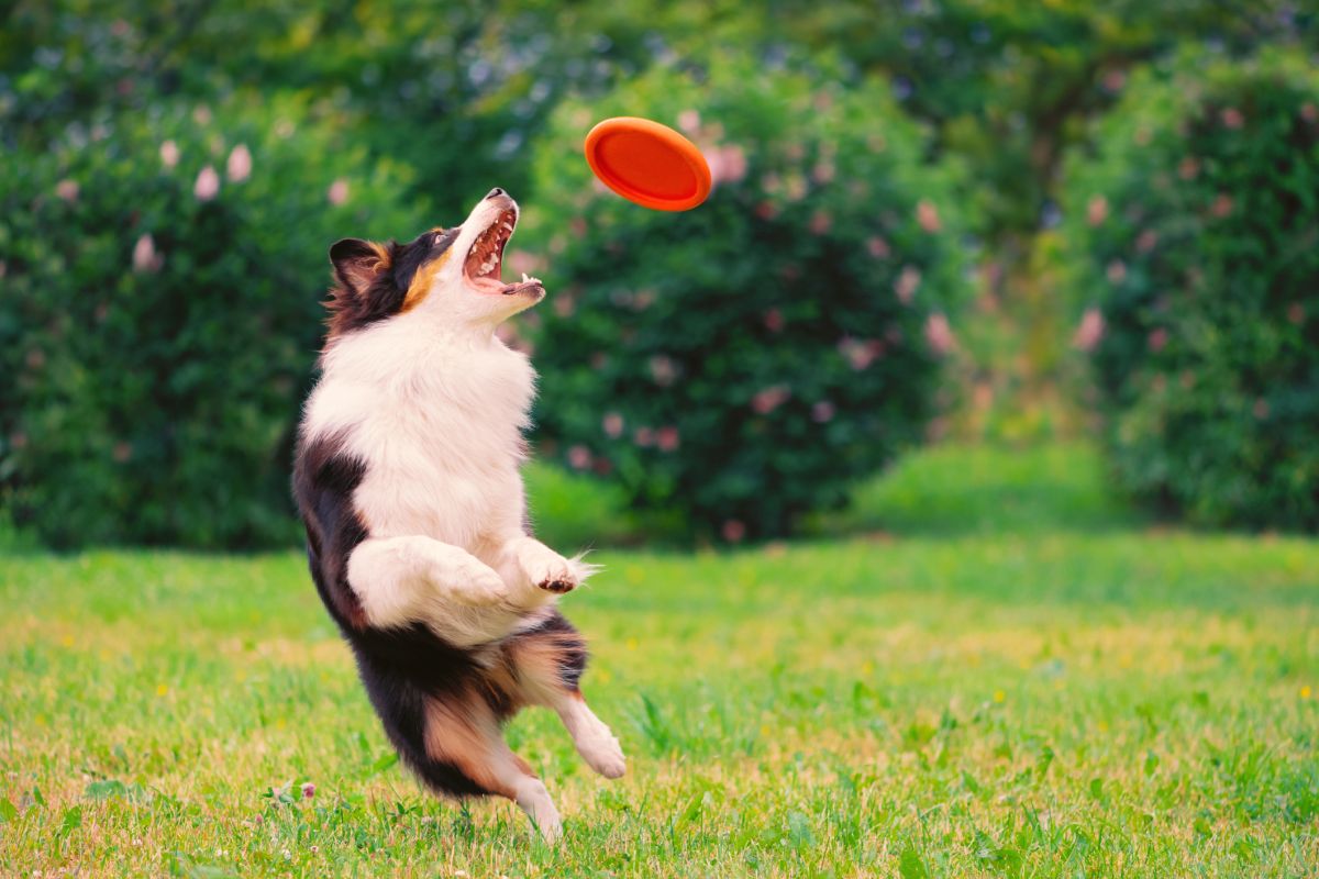 park za pse zagreb bark park