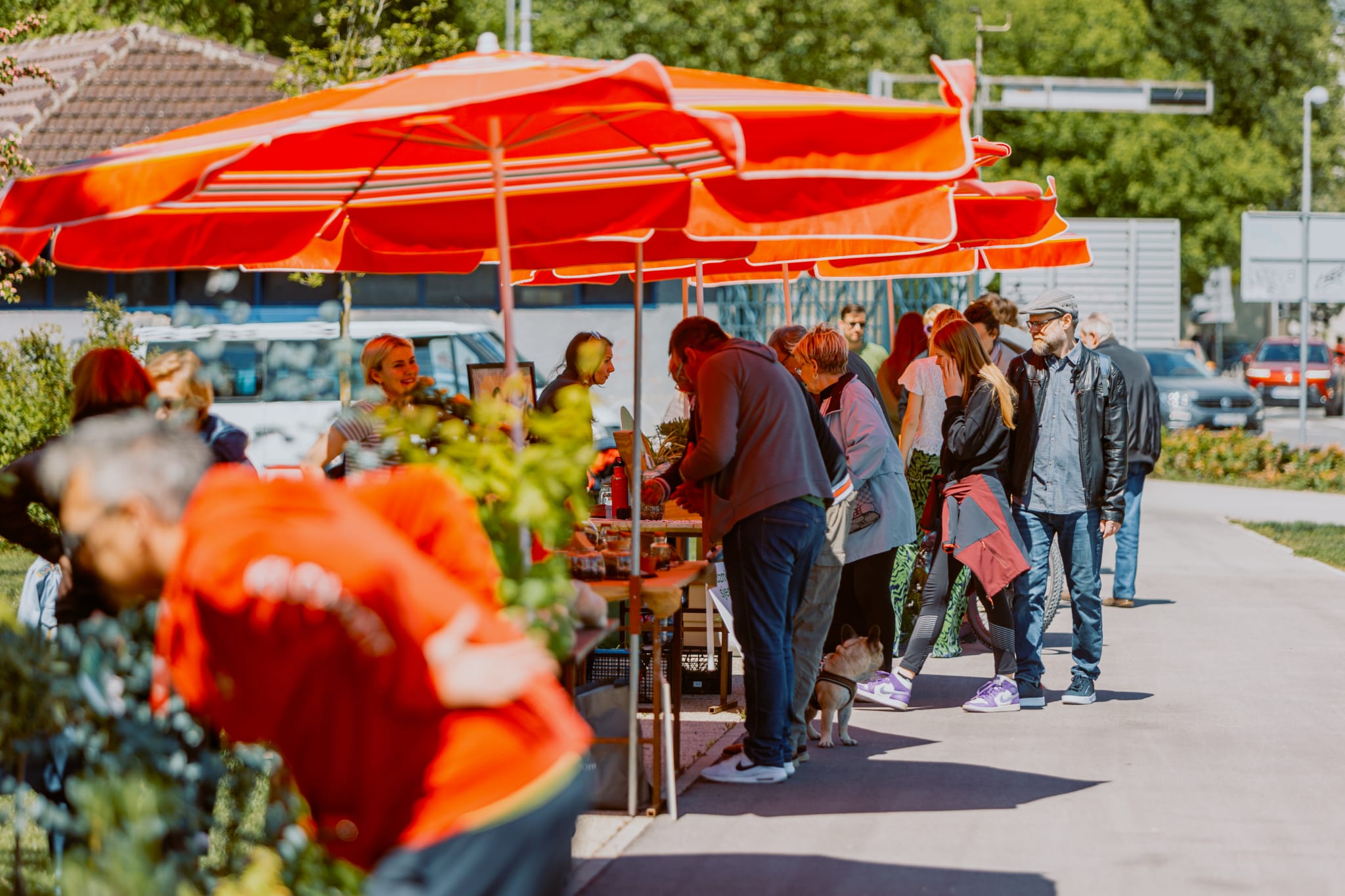 plant market britanac